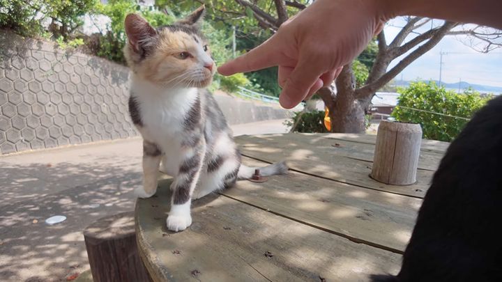 テーブルにつくと集まってきた猫達