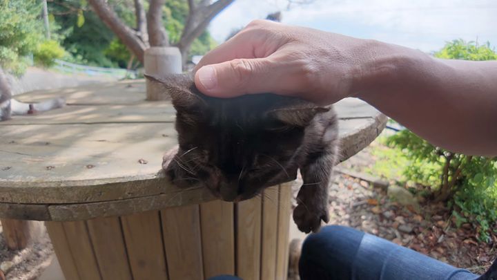 ナデナデされる猫