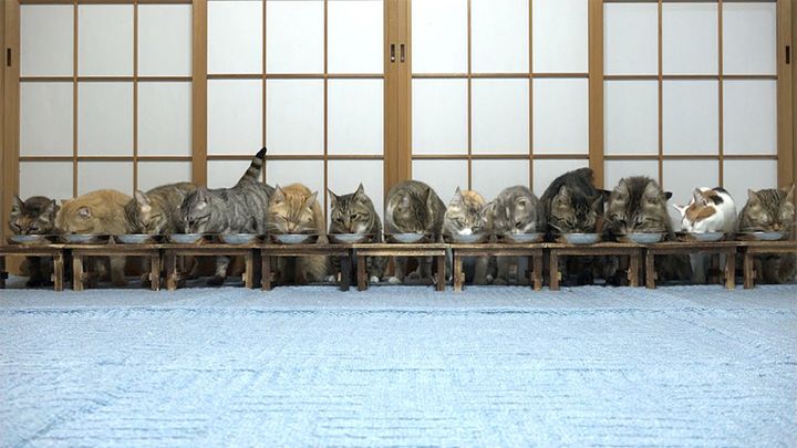 一列に並んでご飯を食べる猫達