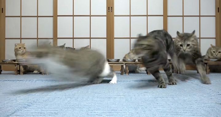 一斉に逃げ出す猫達
