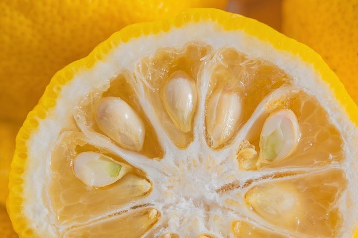 新鮮な柚子の断面 種やワタの様子