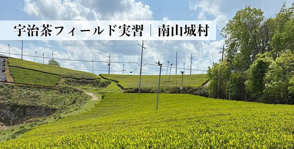 宇治茶の産地、京都・南山城村で茶畑から一杯のお茶までを体験！宇治茶フィールド実習「THE 茶法 SAHOW」開催