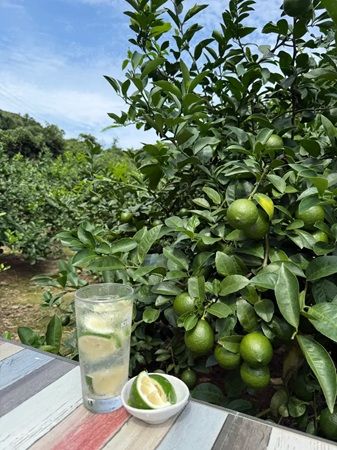 すしざんまい10店舗に、静岡県産レモンブランド「波乗りレモン」のサワーが新登場！その魅力と味を届け認知度UPへ