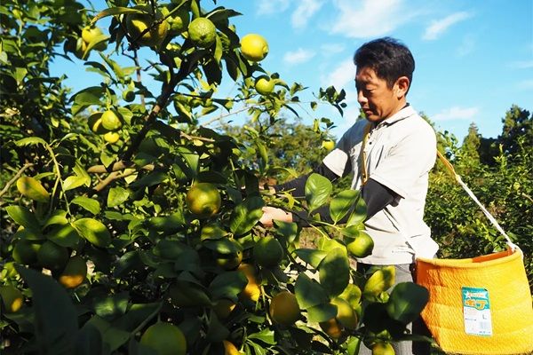 すしざんまい10店舗に、静岡県産レモンブランド「波乗りレモン」のサワーが新登場！その魅力と味を届け認知度UPへ