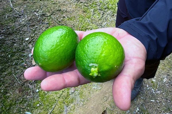 すしざんまい10店舗に、静岡県産レモンブランド「波乗りレモン」のサワーが新登場！その魅力と味を届け認知度UPへ