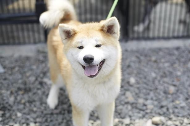 【写真】秋田犬と触れ合えるチャンス！