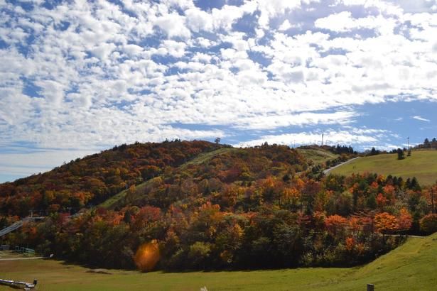 紅葉と青空のコントラストも見どころ/茶臼山高原の紅葉 画像提供：(一財)茶臼山高原協会