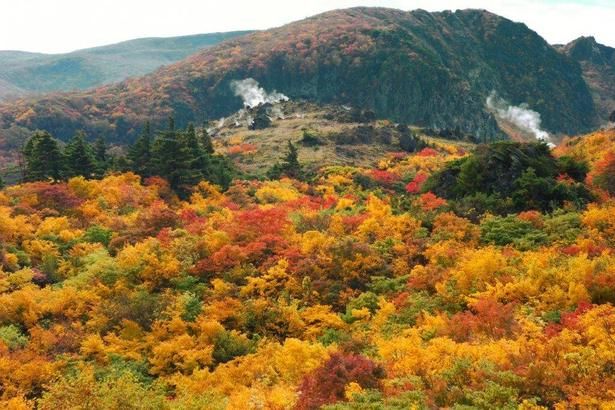 栗駒山の絶景に紅葉がさらに彩を加える/栗駒山(岩手県)の紅葉 画像提供：一関市観光協会