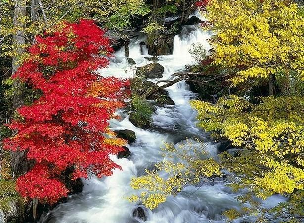 赤や黄の紅葉の間を清流が流れる/阿寒湖畔の紅葉 画像提供：阿寒観光協会まちづくり推進機構