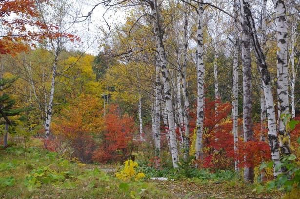 杣ケ池に映る見事な紅葉/日和田高原の紅葉 画像提供：日和田高原ロッジ・キャンプ場