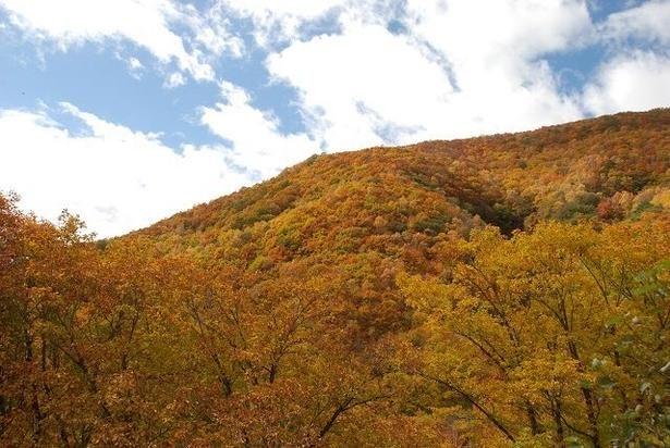 山肌を染めるカラマツの黄葉/湯の丸高原の紅葉 画像提供：信州とうみ観光協会