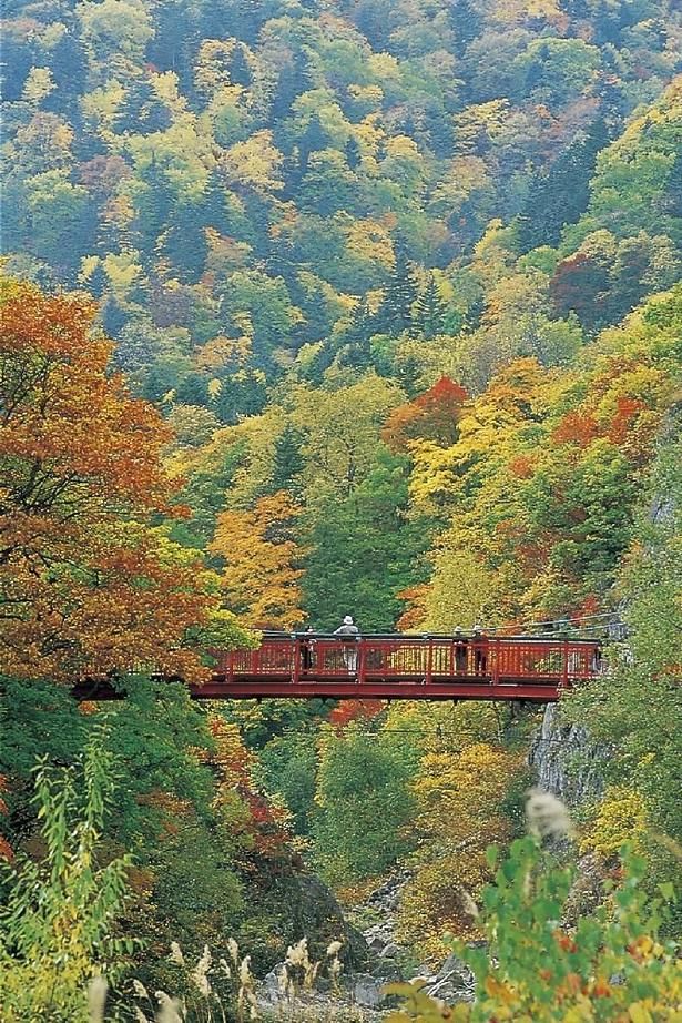 二見吊橋付近に広がる美しい紅葉/定山渓(定山渓温泉)の紅葉 画像提供：一般社団法人 定山渓観光協会