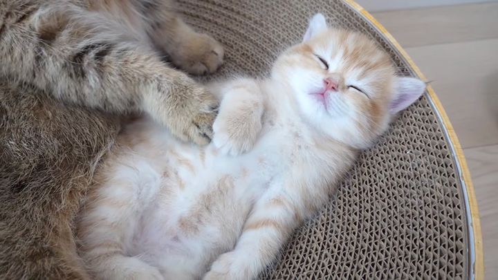 幸せそうに眠る子猫