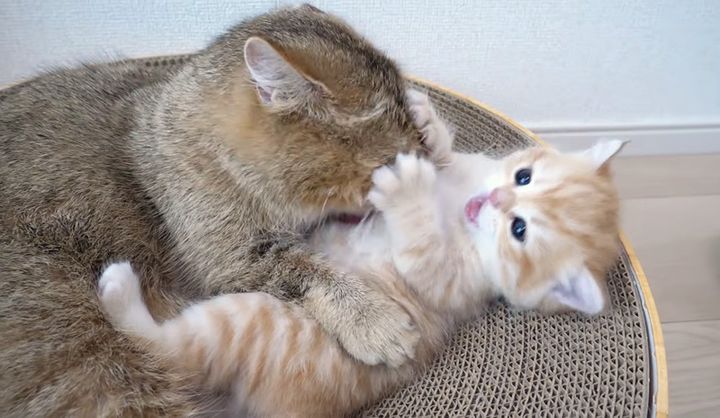 舐められるのが嫌な子猫