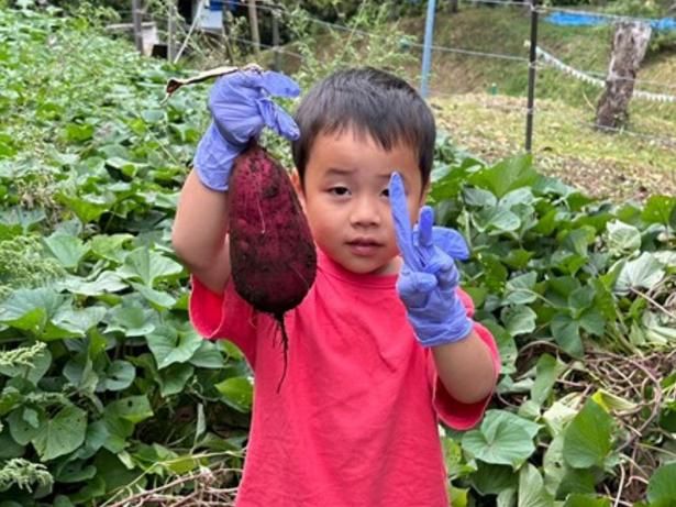 土の中からサツマイモを掘り出そう！自分で収穫する楽しさを知ろう
