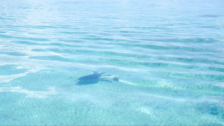 小浜島の透明な海を、海ガメが泳いでいる様子