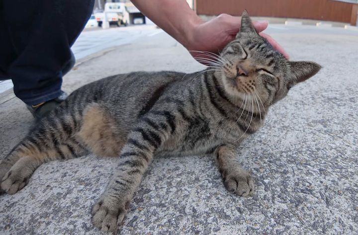 ナデナデを堪能する猫