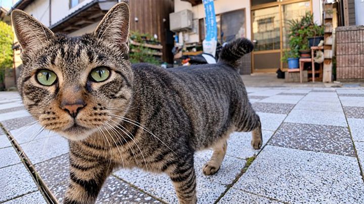 会うと挨拶しに来てくれる猫