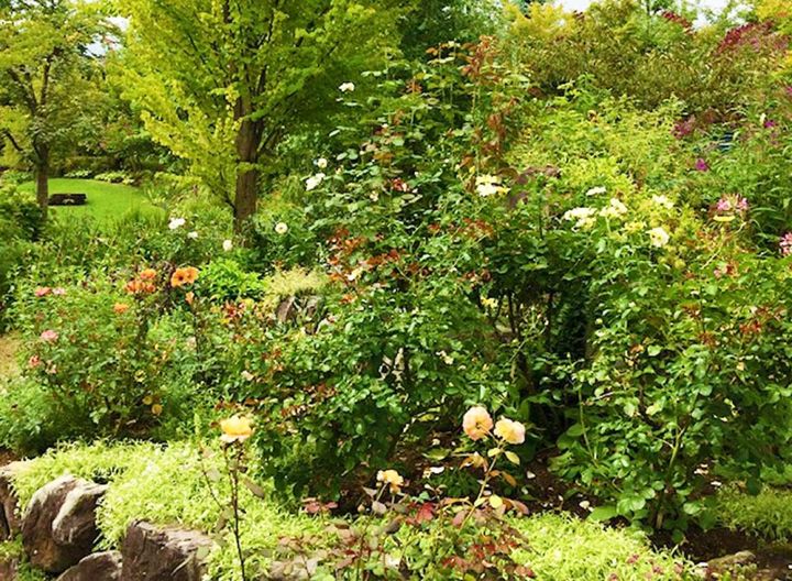 初秋の安曇野のガーデン。バラの花数は少なくなりますが冷涼地でも咲いています。木々の葉色がトーンを落とし、秋色へと変わりつつあります。（筆者撮影）