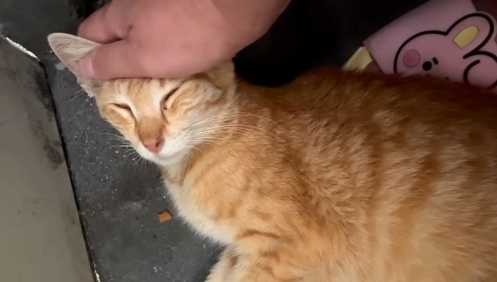 ナデナデされる猫