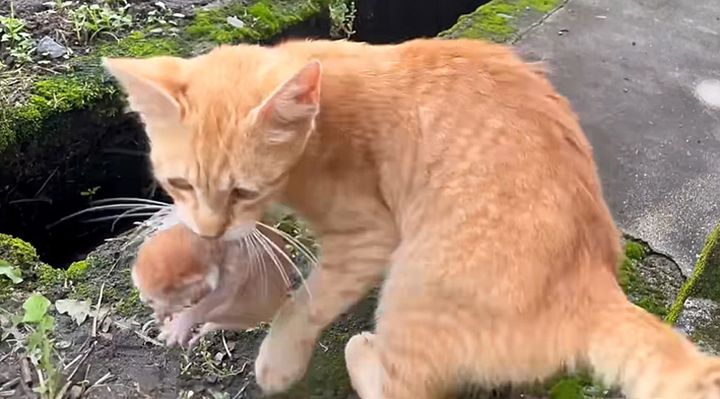 子猫を連れてきた野良猫
