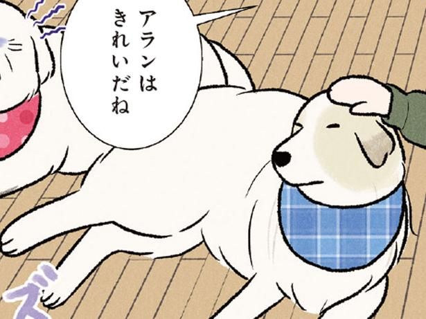 後輩犬ばかり褒められて大型犬が嫉妬!? 「私も！」のアピールが可愛い （C）今日のルンルン、黒羽沙乃／KADOKAWA
