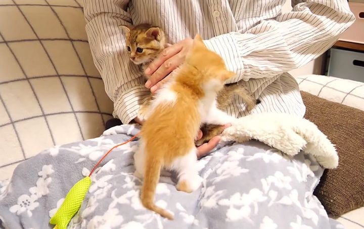 養育主さんに甘える子猫達