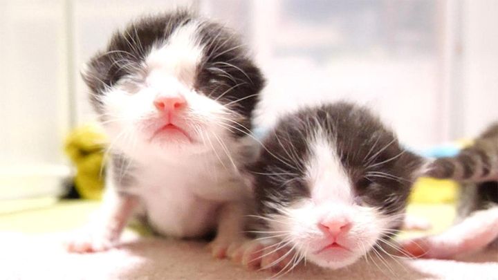 分身の術みたいな子猫達