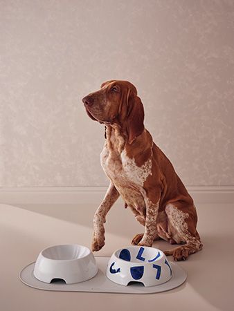 ペットのニーズも尊重！ALESSIより新シリーズ「Itsumo Pet Yunoki Ware」 登場