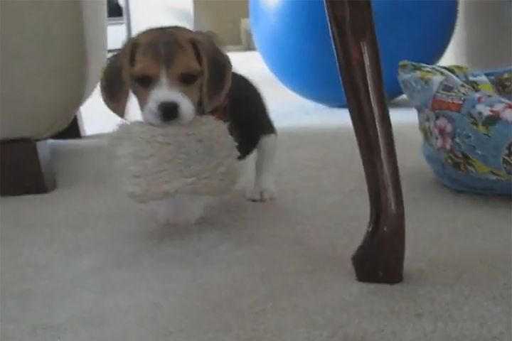 元気いっぱい！生後9週間のビーグルの子犬（出典：Down The Neck）