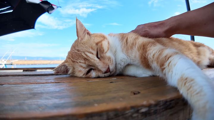 喉をゴロゴロ鳴らす猫
