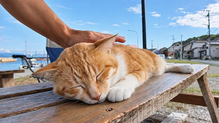 漁港のベンチで寝ていた猫
