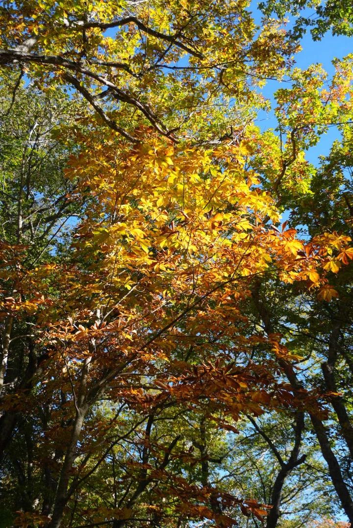 【尾瀬ハイキング】平地だけじゃなかった！初心者が紅葉シーズンに6時間歩いてみた_18