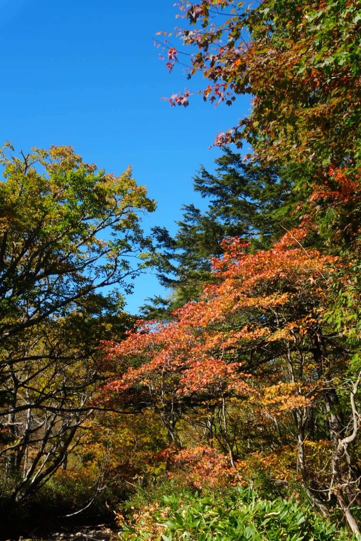 【尾瀬ハイキング】平地だけじゃなかった！初心者が紅葉シーズンに6時間歩いてみた_19