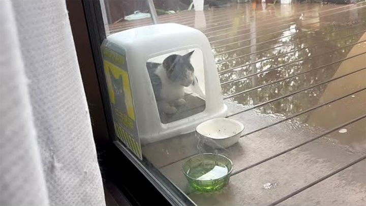 庭で雨宿りする猫