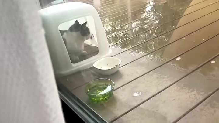 庭で雨宿りする猫