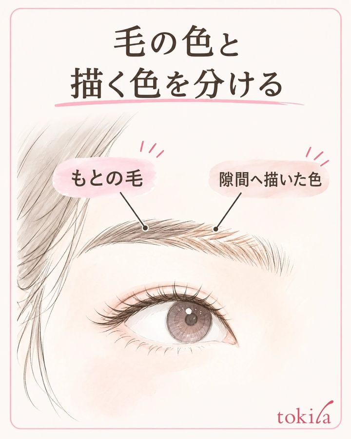 もとの毛と隙間へ描く色を分け、用途に合う道具を選びます。