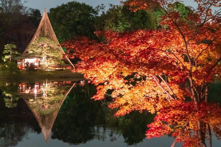 六義園｜庭紅葉の夜間特別観賞