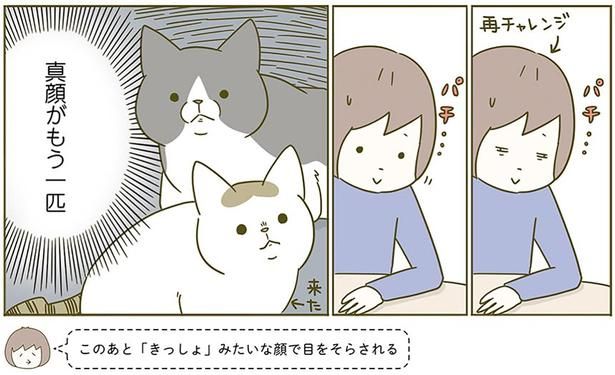 真顔がも一匹 （C）卵山玉子／KADOKAWA