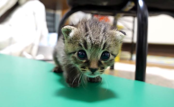 ヨチヨチと近づいてくる子猫