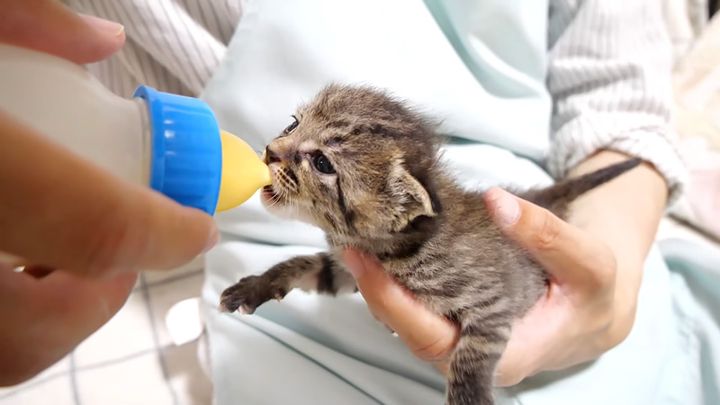ミルクを飲む子猫