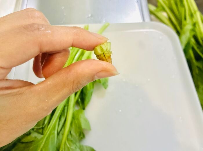 【ほうれん草】根元の砂までスッキリ落とす洗い方！洗ったつもりなのに「ジャリッ！」はもう卒業♪