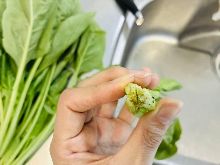 【ほうれん草】根元の砂までスッキリ落とす洗い方！洗ったつもりなのに「ジャリッ！」はもう卒業♪
