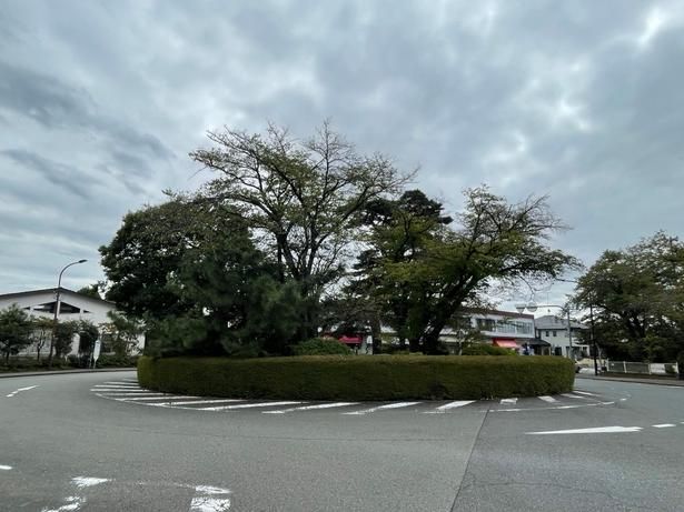 地球屋のロータリーの中央には立派な木々が生えている