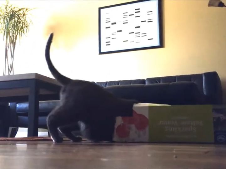 何が見えるの？箱に入ってびよーんと伸びていく黒猫