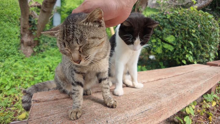 ナデナデされる猫