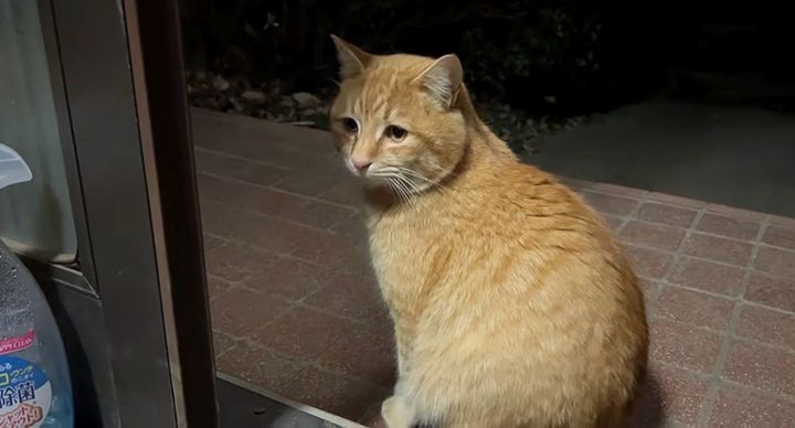 悲しそうな顔の野良猫