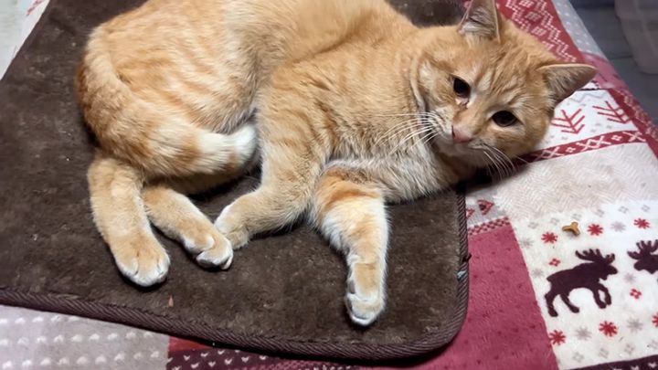 家の中でくつろぐ野良猫