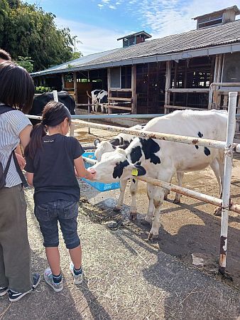 横浜の牧場で牛と触れ合う「学びクラブ with EXPO 酪農体験」！乳しぼりやエサやり、バター作りも体験