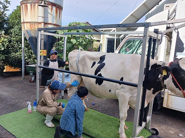 横浜の牧場で牛と触れ合う「学びクラブ with EXPO 酪農体験」！乳しぼりやエサやり、バター作りも体験
